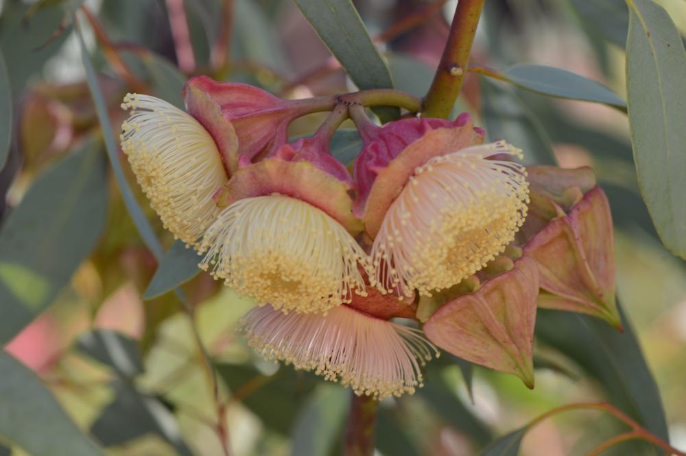 Eucalyptus kingsmillii Eucalyptus kingsmillii