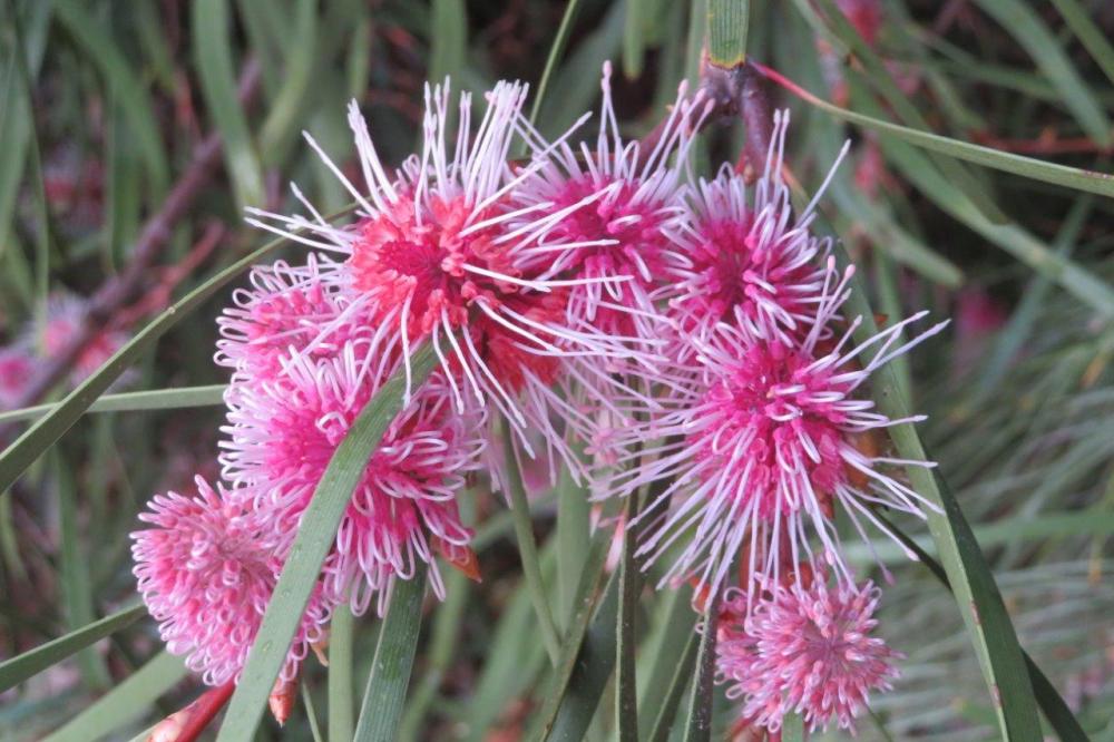 Hakea multilineata  Hakea multilineata