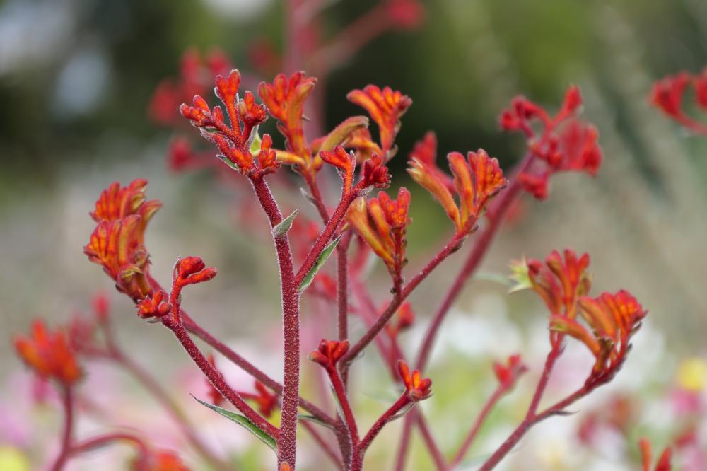 'Scorchers Flame' Kangaroo Paw flower