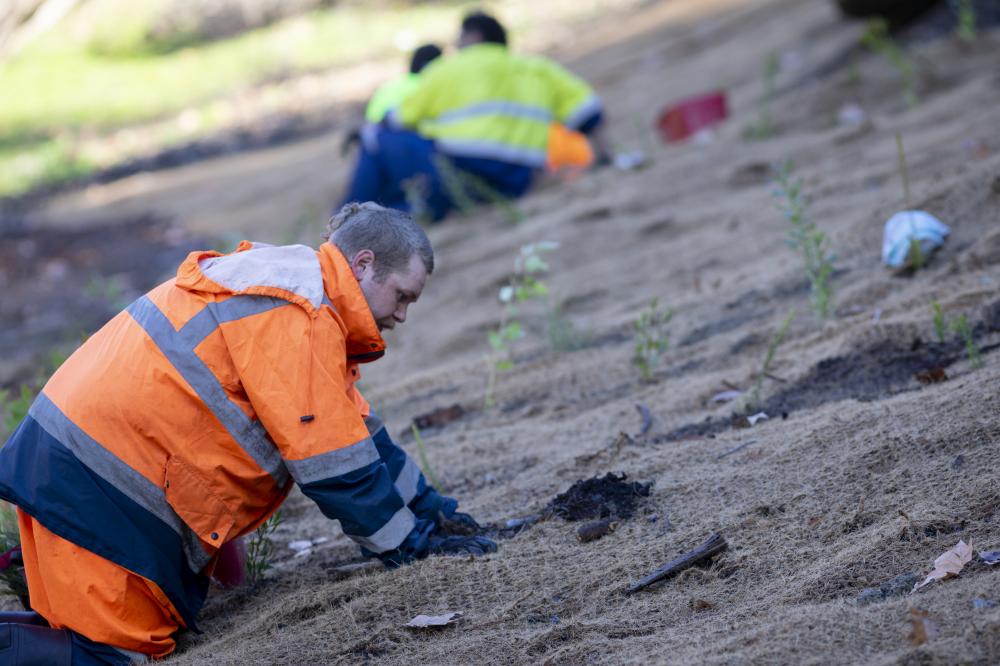 Restoration planting at Mounts Bay Gardens