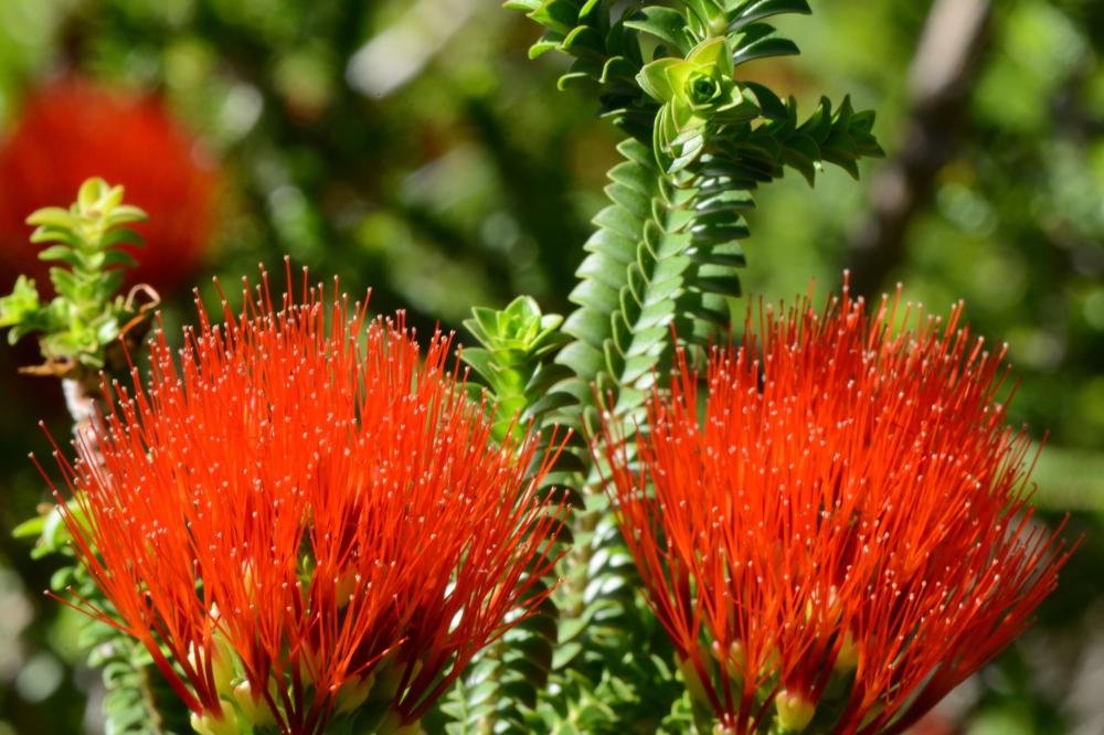 Beaufortia aestiva Beaufortia aestiva