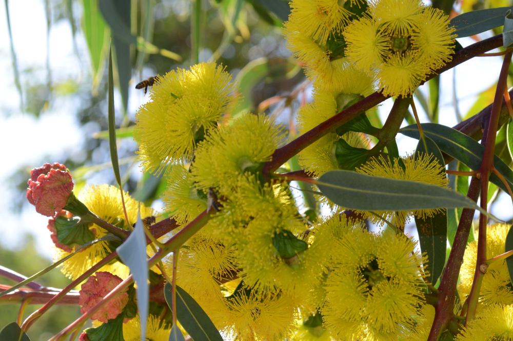 Eucalyptus erythrocorys