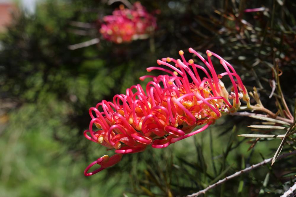 'Woman of Spirit' Grevillea flower