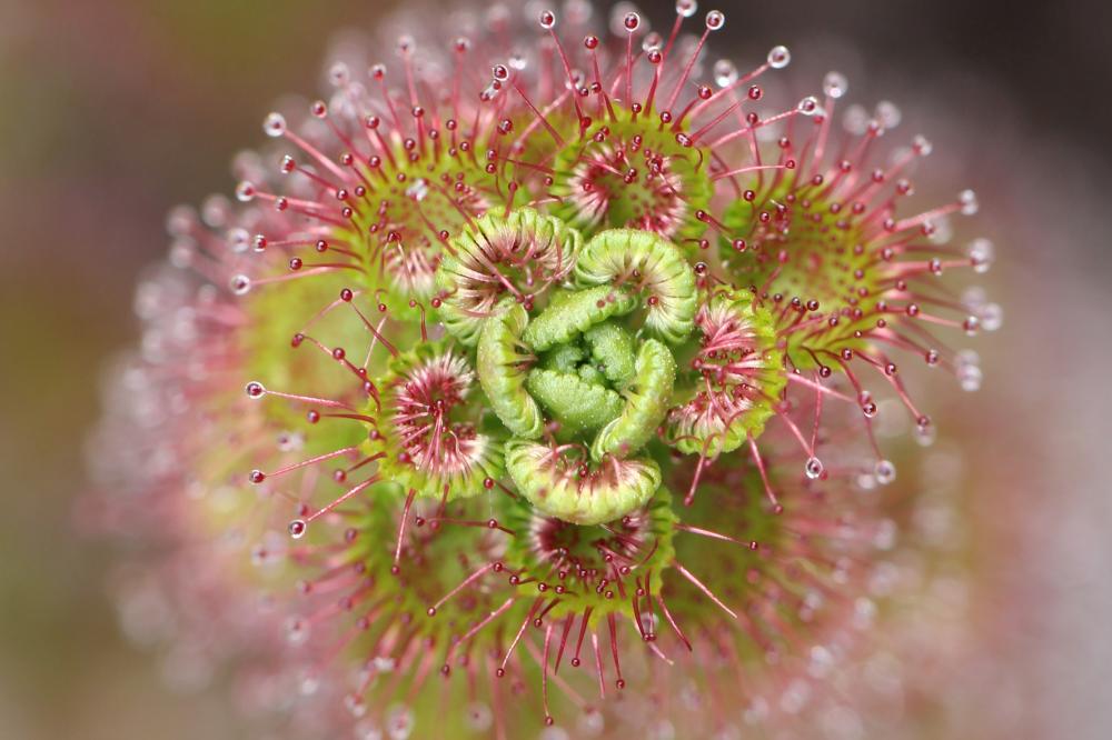 Drosera sp. captured by Basilia Staltari