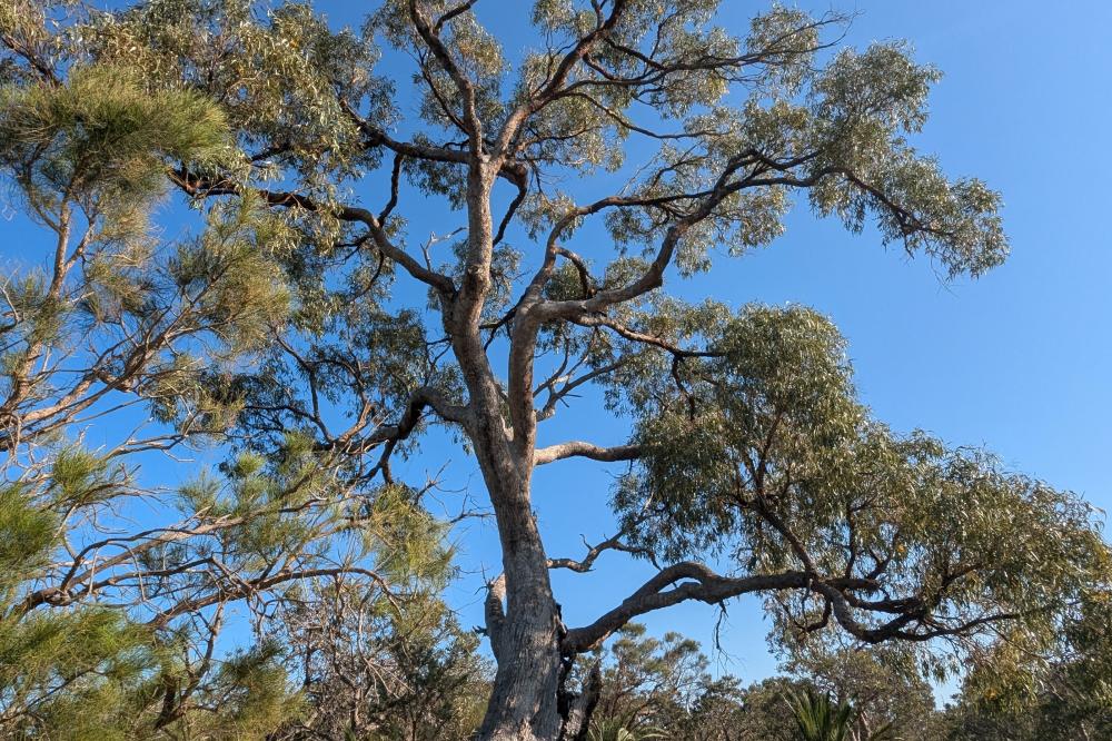 Tuart Tree Tuart Tree