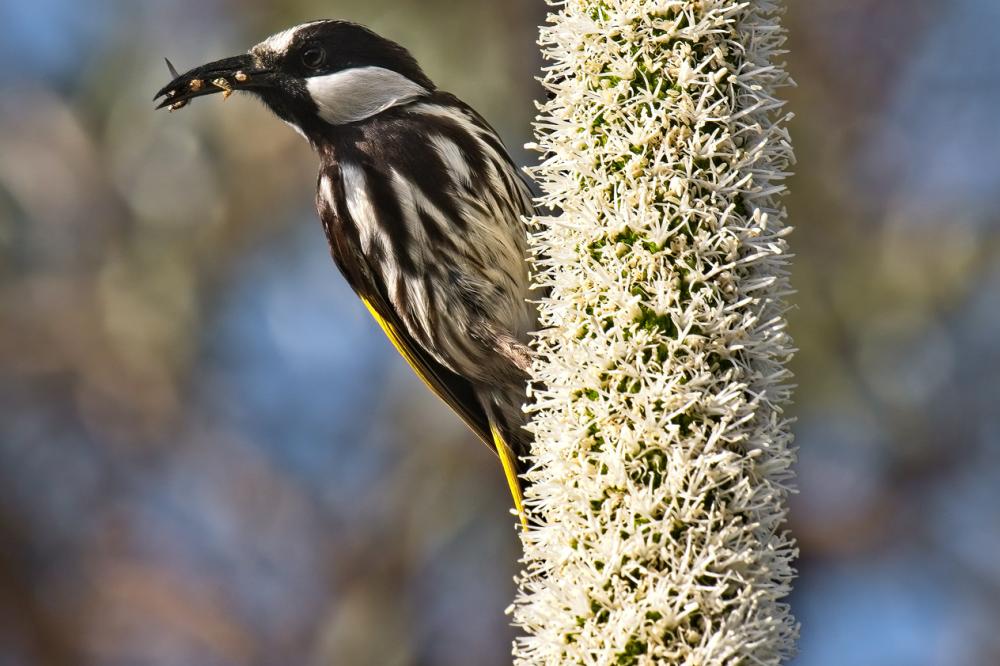 White-cheeked-Honeyeater