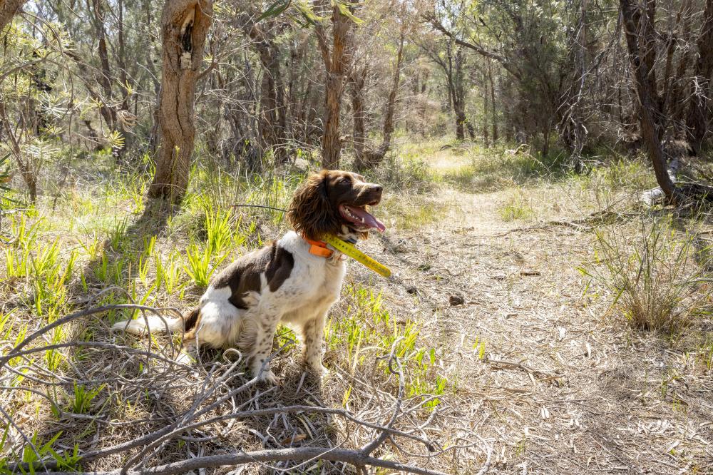 Alice, DBCA dieback detector dog, in the Kings Park Bushland Alice, DBCA dieback detector dog, in the Kings Park Bushland