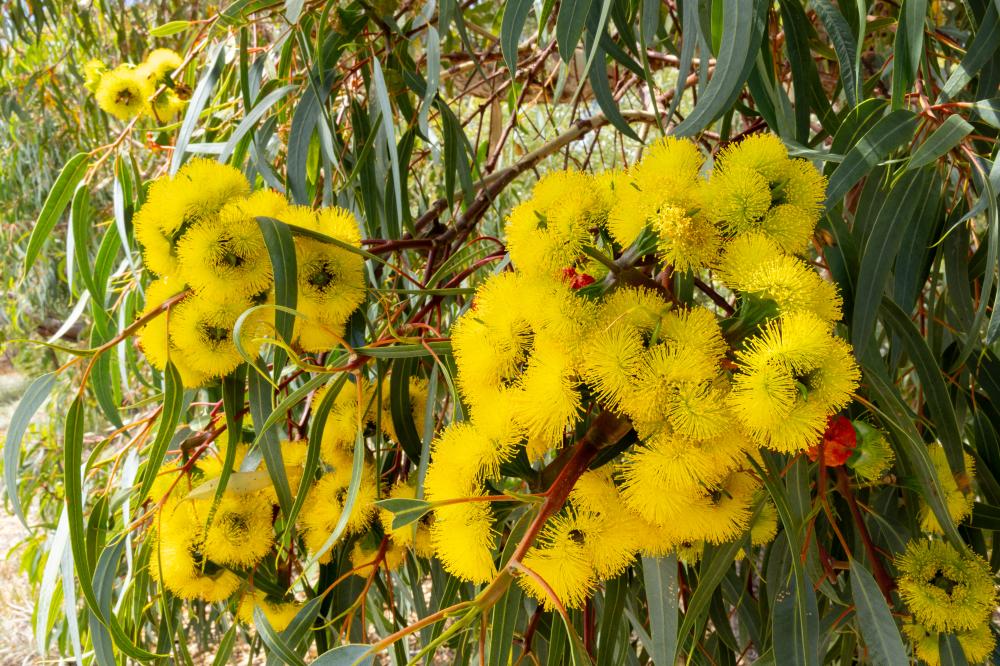 Illyarrie (Eucalyptus erythrocorys) Illyarrie (Eucalyptus erythrocorys)