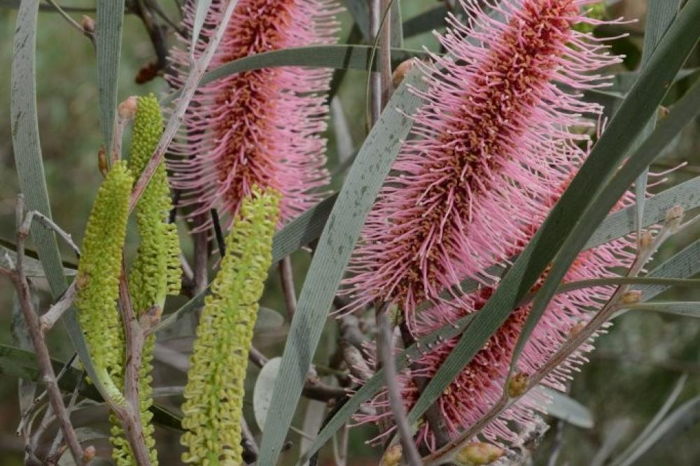 Hakea francissiana  Hakea francissiana