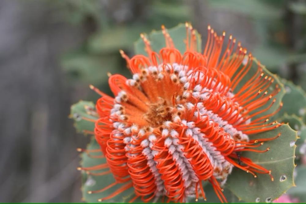 Native Botany - Proteaceae family 101 Native Botany - Proteaceae family 101