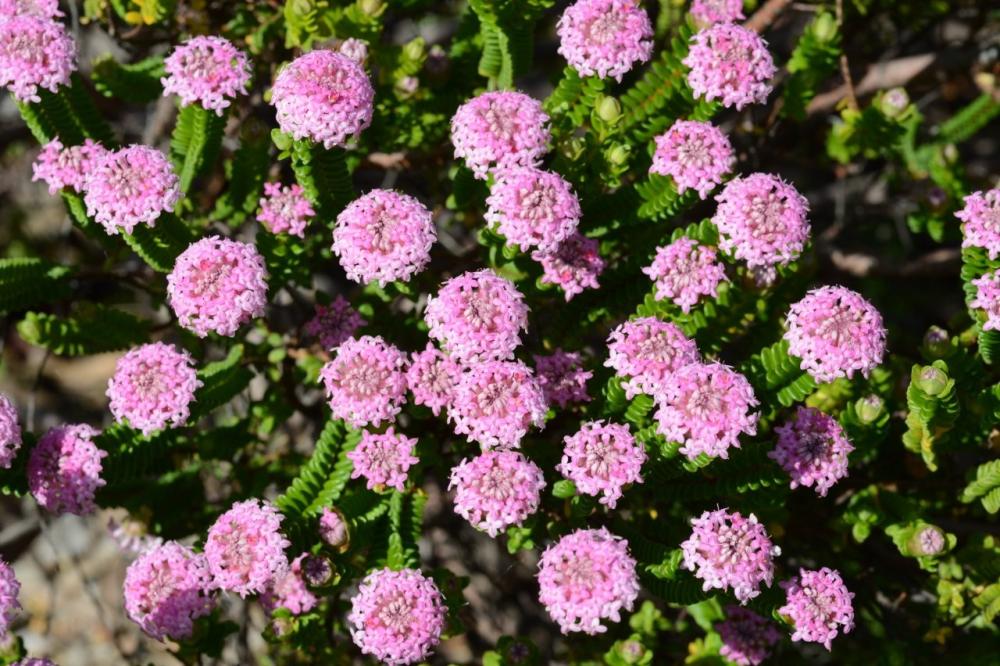 Pimelea ferruginea ‘Magenta Mist’ Pimelea ferruginea ‘Magenta Mist’