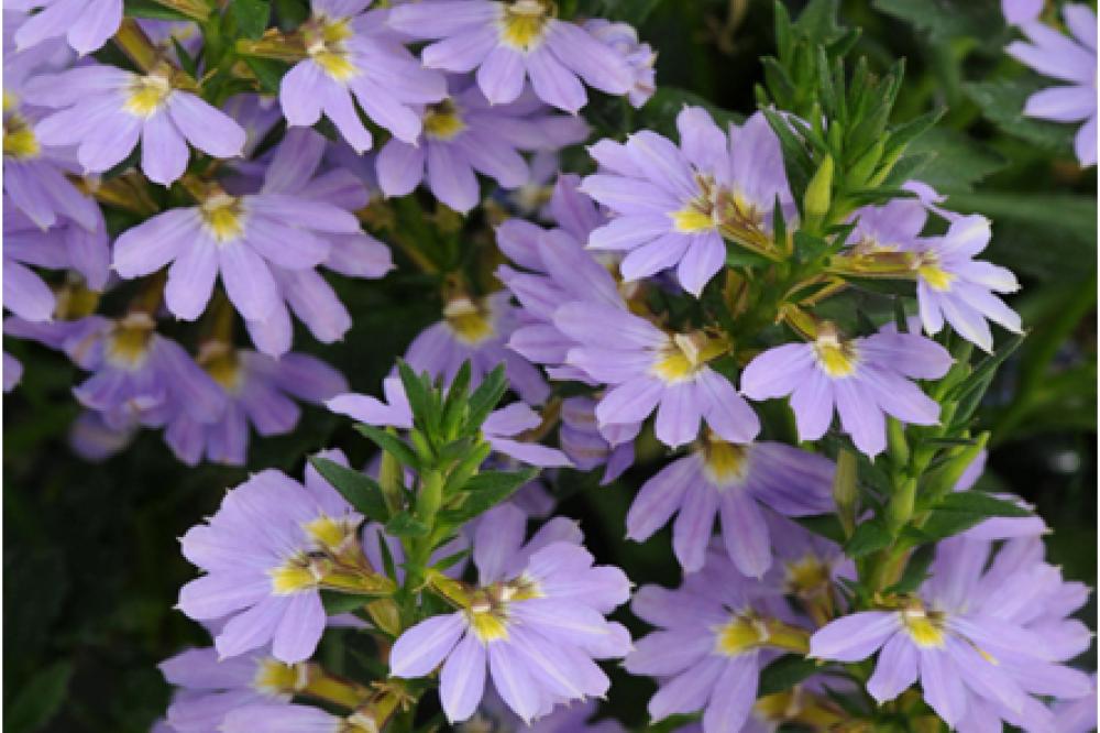 scaevola blue print scaevola blue print