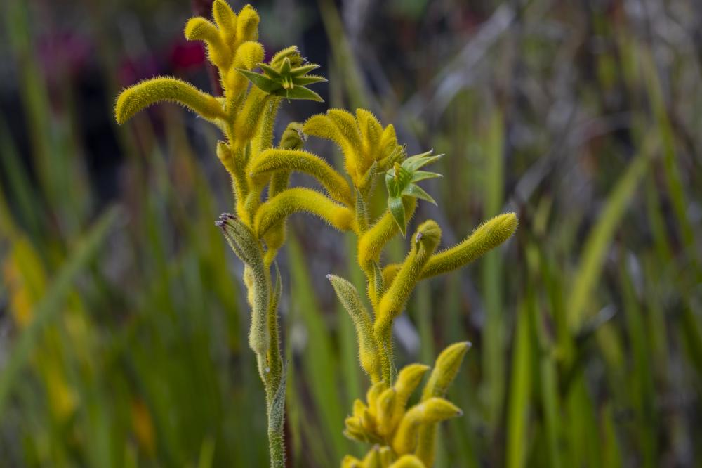 Anigozanthos Sunburst Anigozanthos Sunburst
