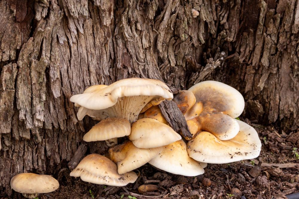Fabulous Fungi Foray Fabulous Fungi Foray