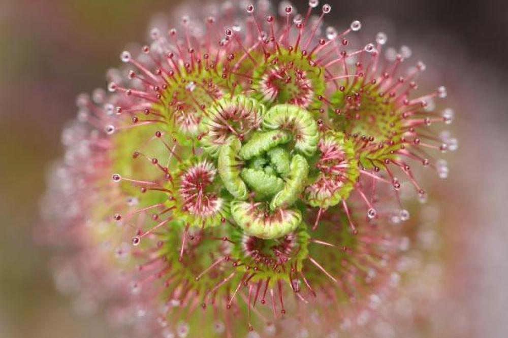 Drosera sp. captured by Basilia Staltari Drosera sp. captured by Basilia Staltari