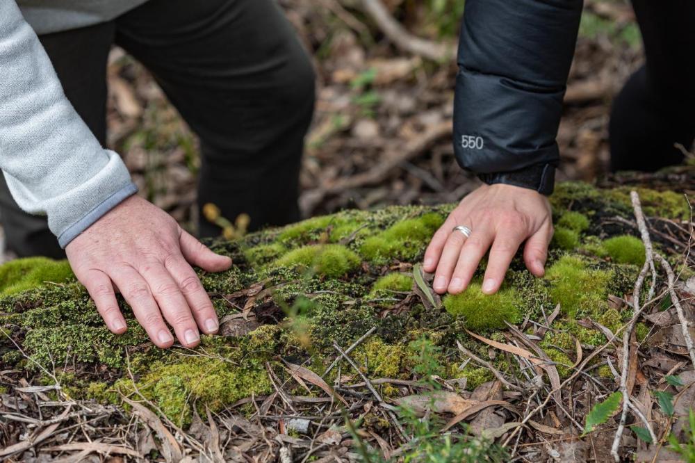 Forest Bathing Forest Bathing