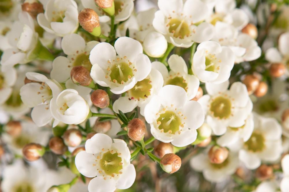 White Diamond White Diamond