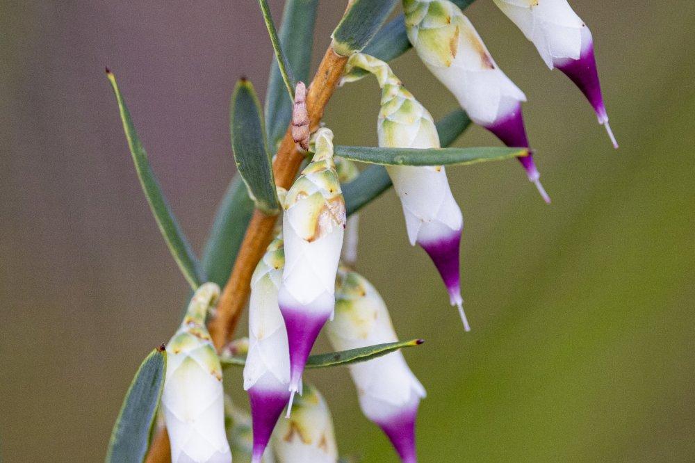 Wildflowers and Bushland Wildflowers and Bushland