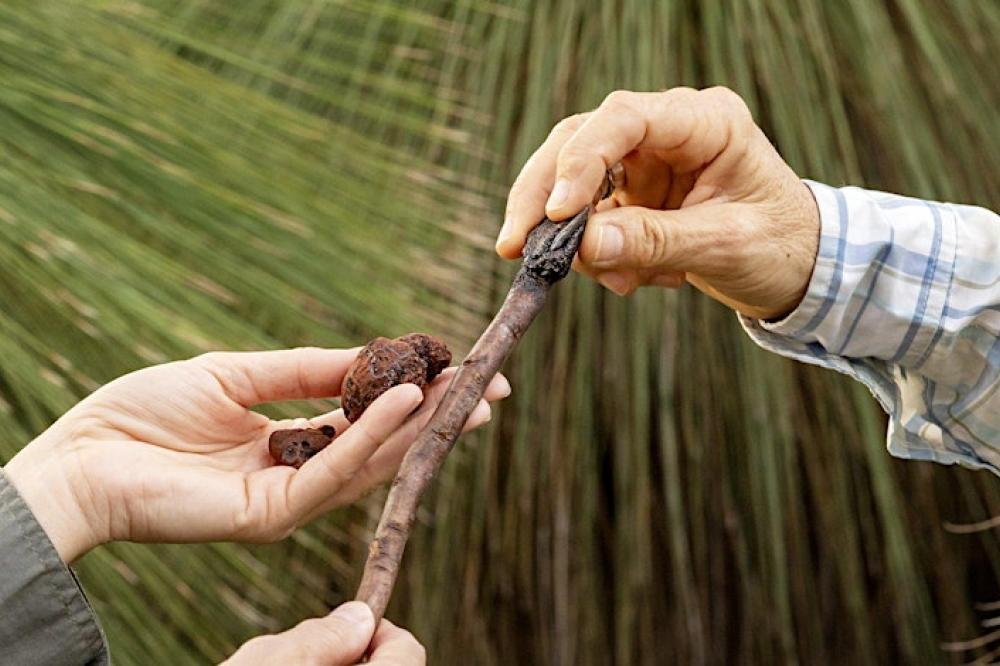 Rich Bushland Resources Rich Bushland Resources