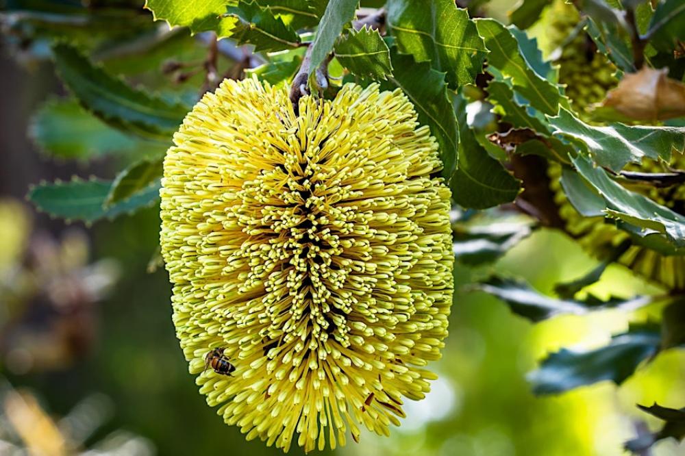 Brilliant Banksias - A Plant of All Seasons Brilliant Banksias - A Plant of All Seasons