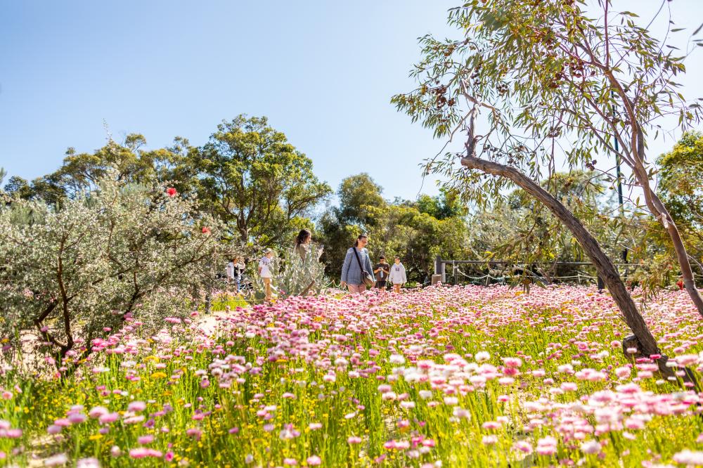 Everlastings in Kings Park Everlastings in Kings Park