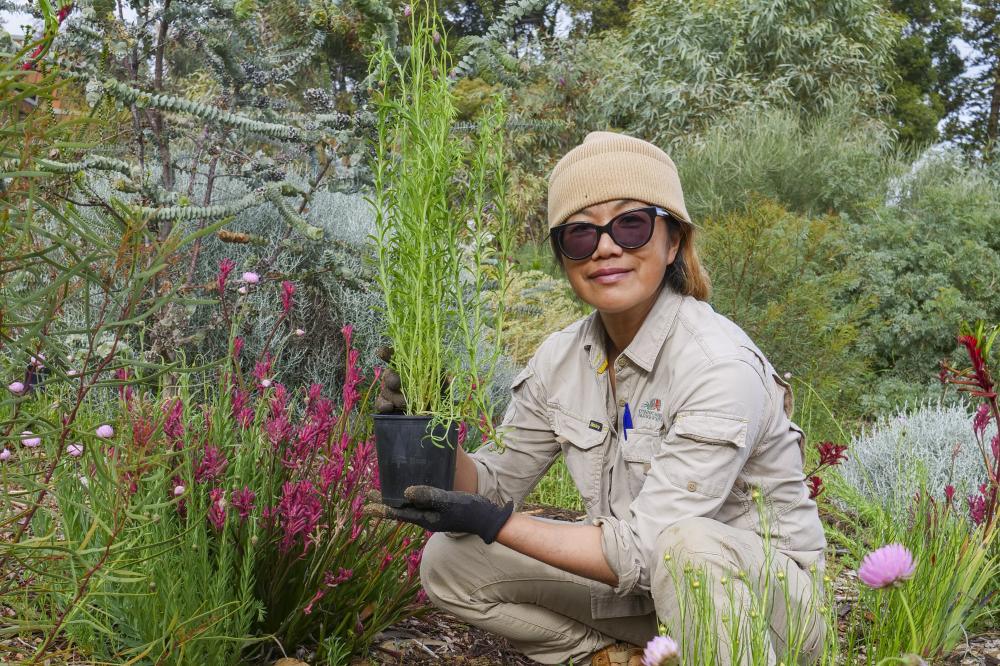 Horticulturist planting Everlastings Horticulturist planting Everlastings
