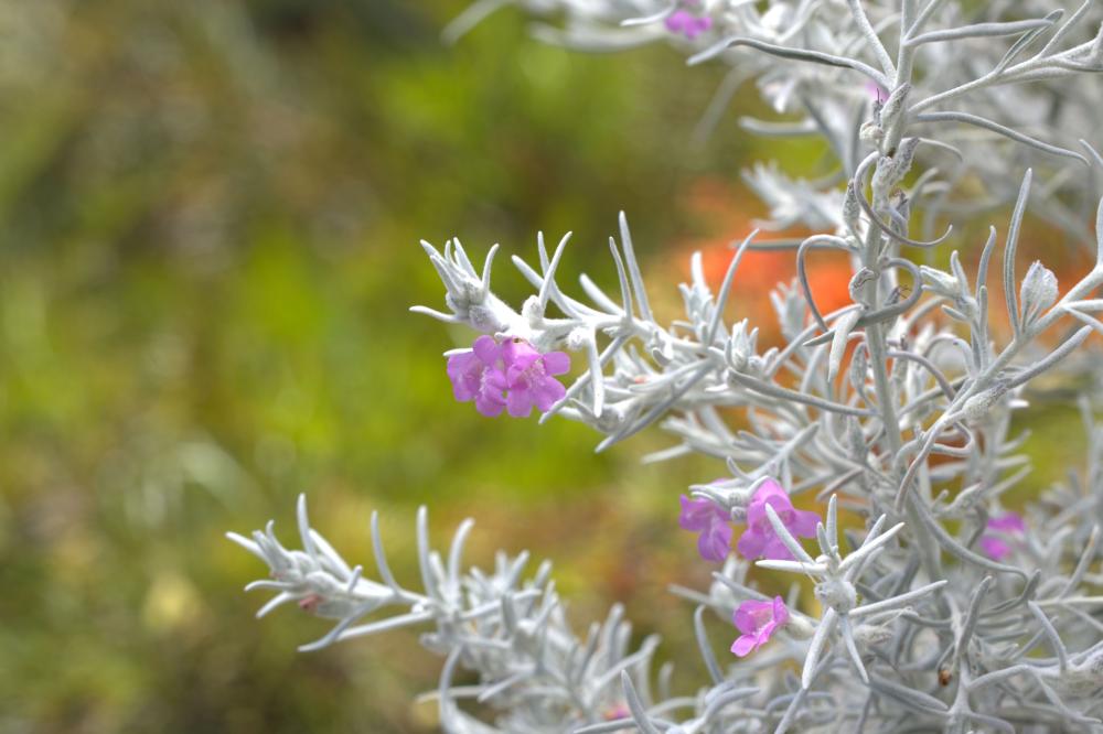 Eremophila nivea 'Pink Pearl' Eremophila nivea 'Pink Pearl'