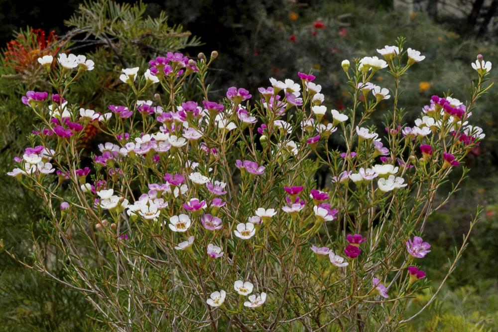 Waxflower Masquerade Waxflower Masquerade