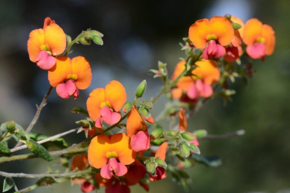 Chorizema varium Chorizema varium