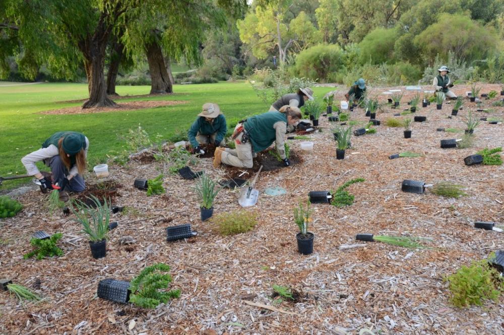 Native Gardening for Beginners