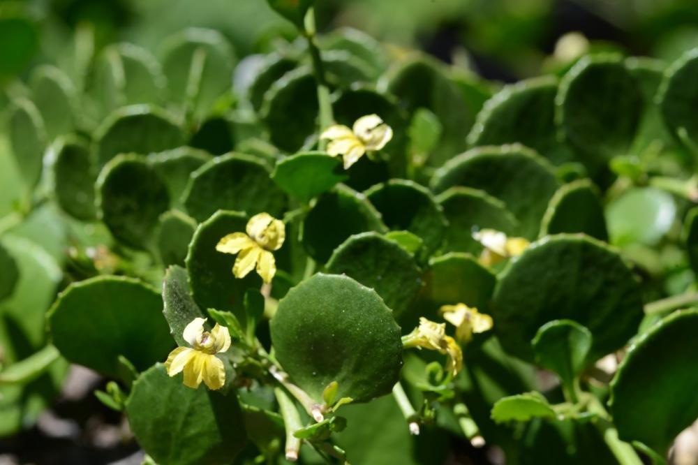 Goodenia varia Goodenia varia
