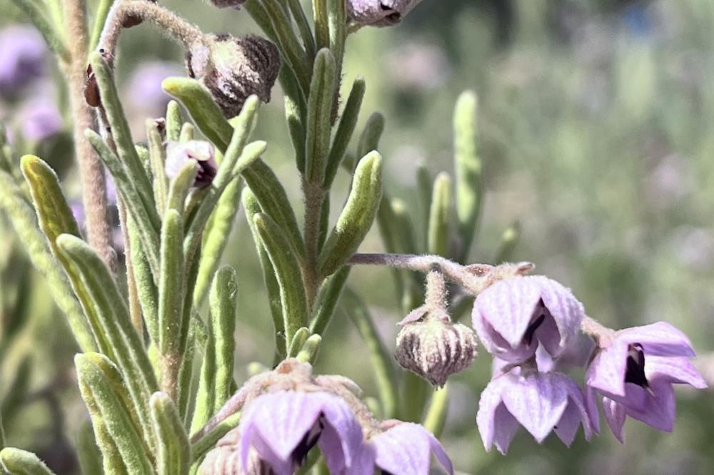 Guichenotia ledifolia Guichenotia ledifolia