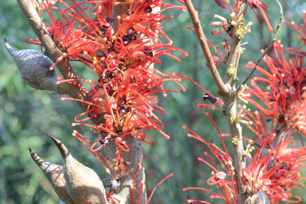 Hakea orthorrhyncha Hakea orthorrhyncha