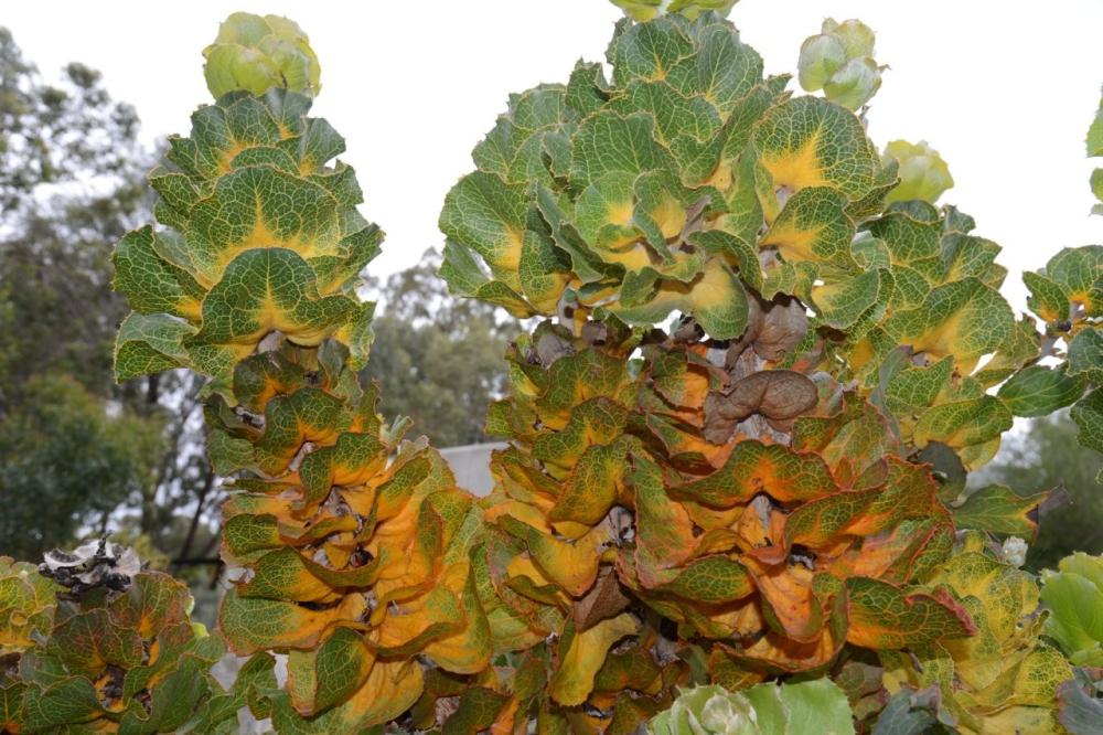 Hakea victoria Hakea victoria
