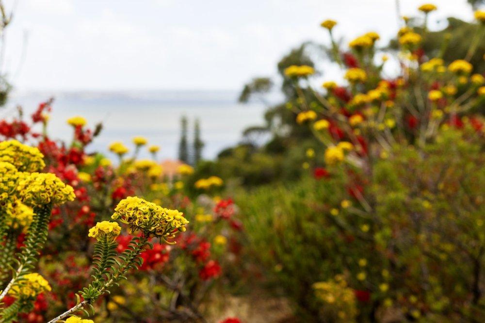 Treading Softly: Mindfully Meeting Nature in Kings Park Treading Softly: Mindfully Meeting Nature in Kings Park