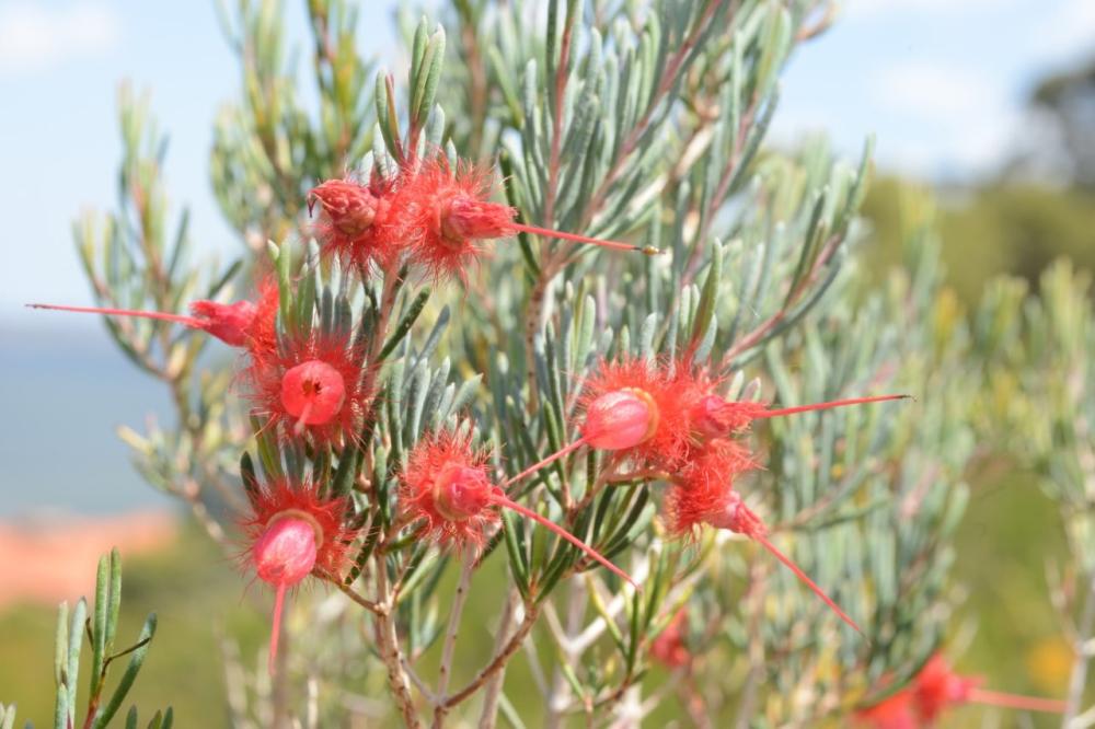 Verticordia mitchelliana Verticordia mitchelliana