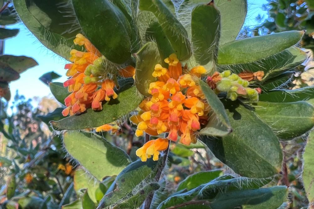 Grevillea pimeleoides Grevillea pimeleoides