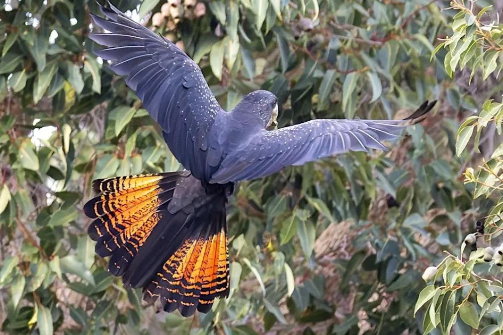 Birds of Kings Park Birds of Kings Park