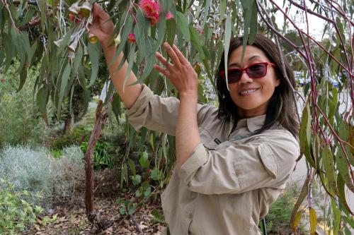 Horticulturist Meifang Zhao Horticulturist Meifang Zhao in front of a Silver Princess tree.