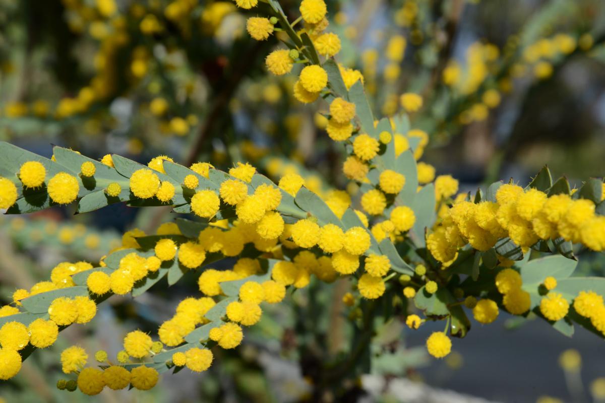 Acacia glaucoptera Yellow blooms of the Flat Wattle.