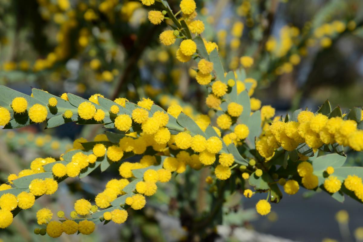 Yellow blooms of the Flat Wattle.