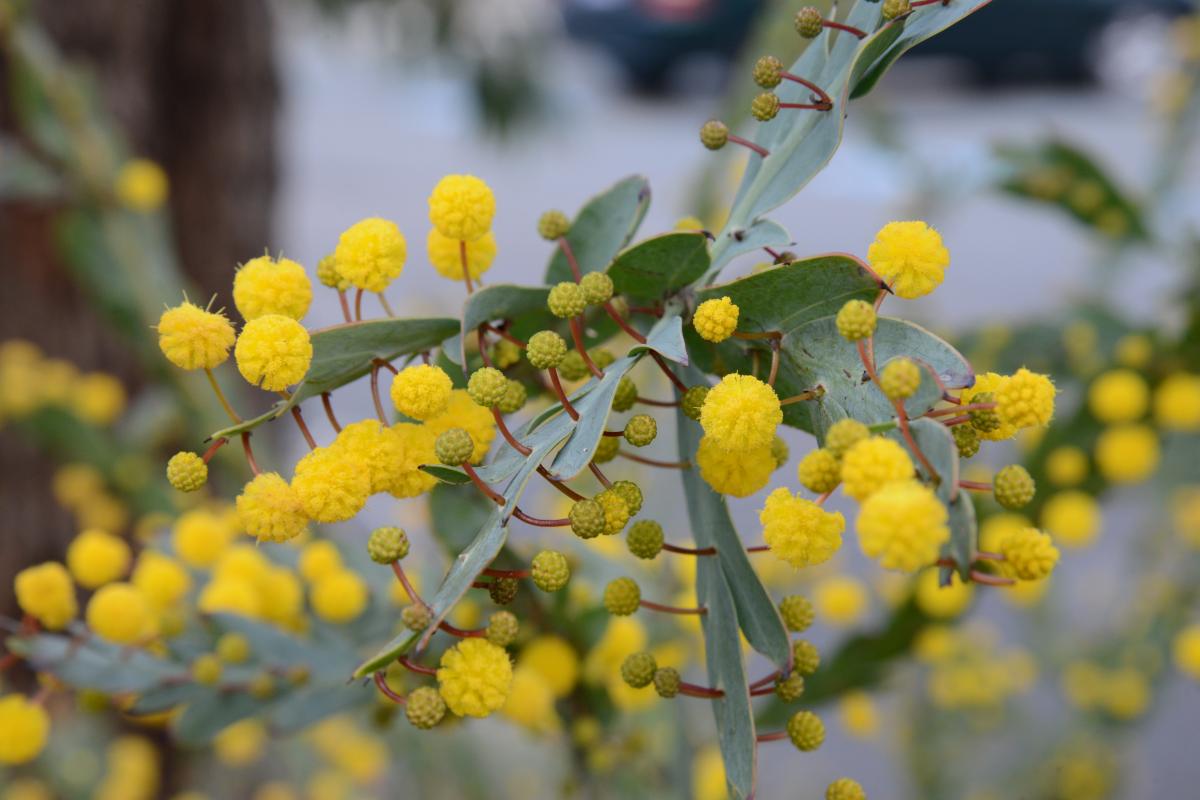 Acacia glaucoptera Round yellow blooms of the Flat Wattle.
