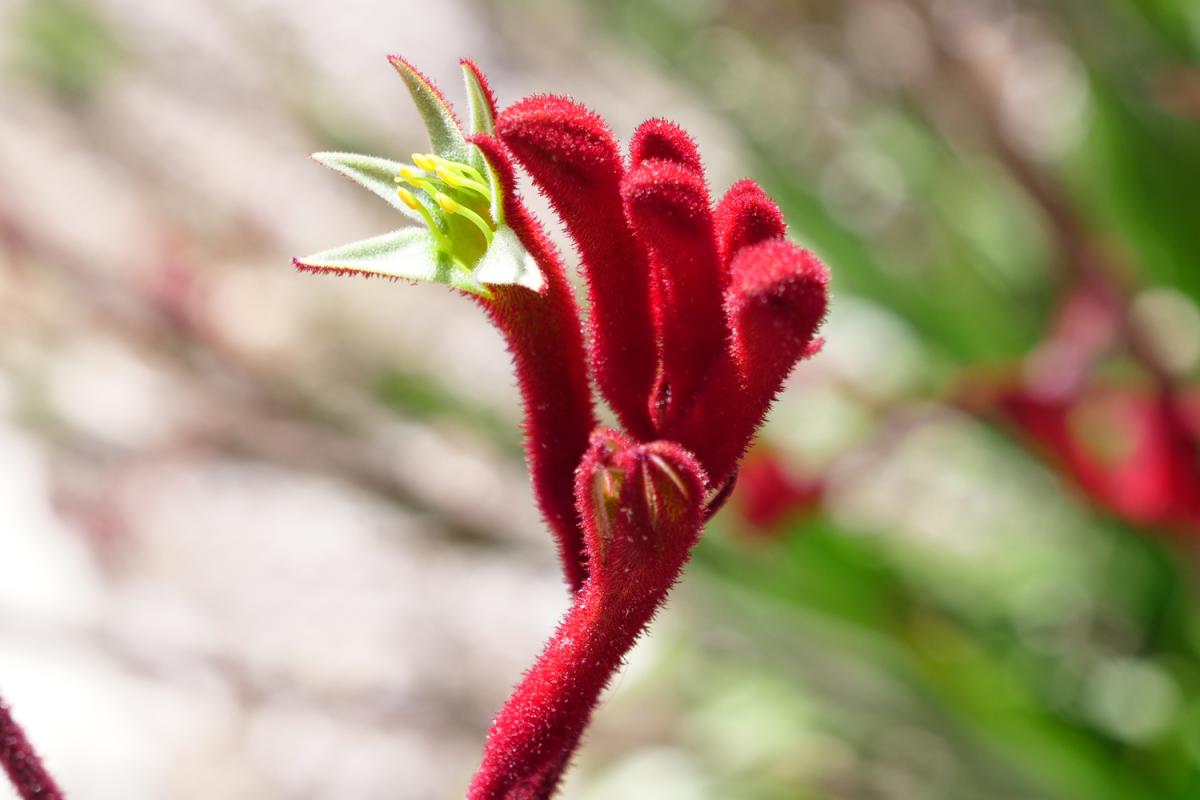 Anigozanthos hybrid ‘Big Red’ Red bloom of 'Big Red' kangaroo paw.