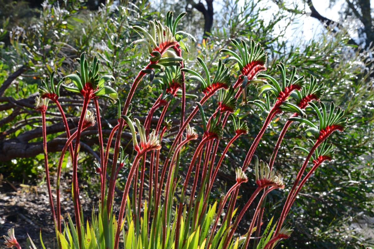 A bunch of kangaroo Mangles Kangaroo Paw in bloom.