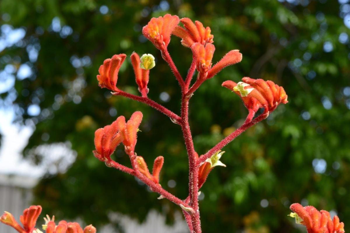 Federation Flame Kangaroo Paw Orange blooms of 'Federation Flame' kangaroo paw.