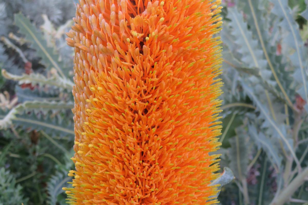 An Ashby’s Banksia orange flower spike.