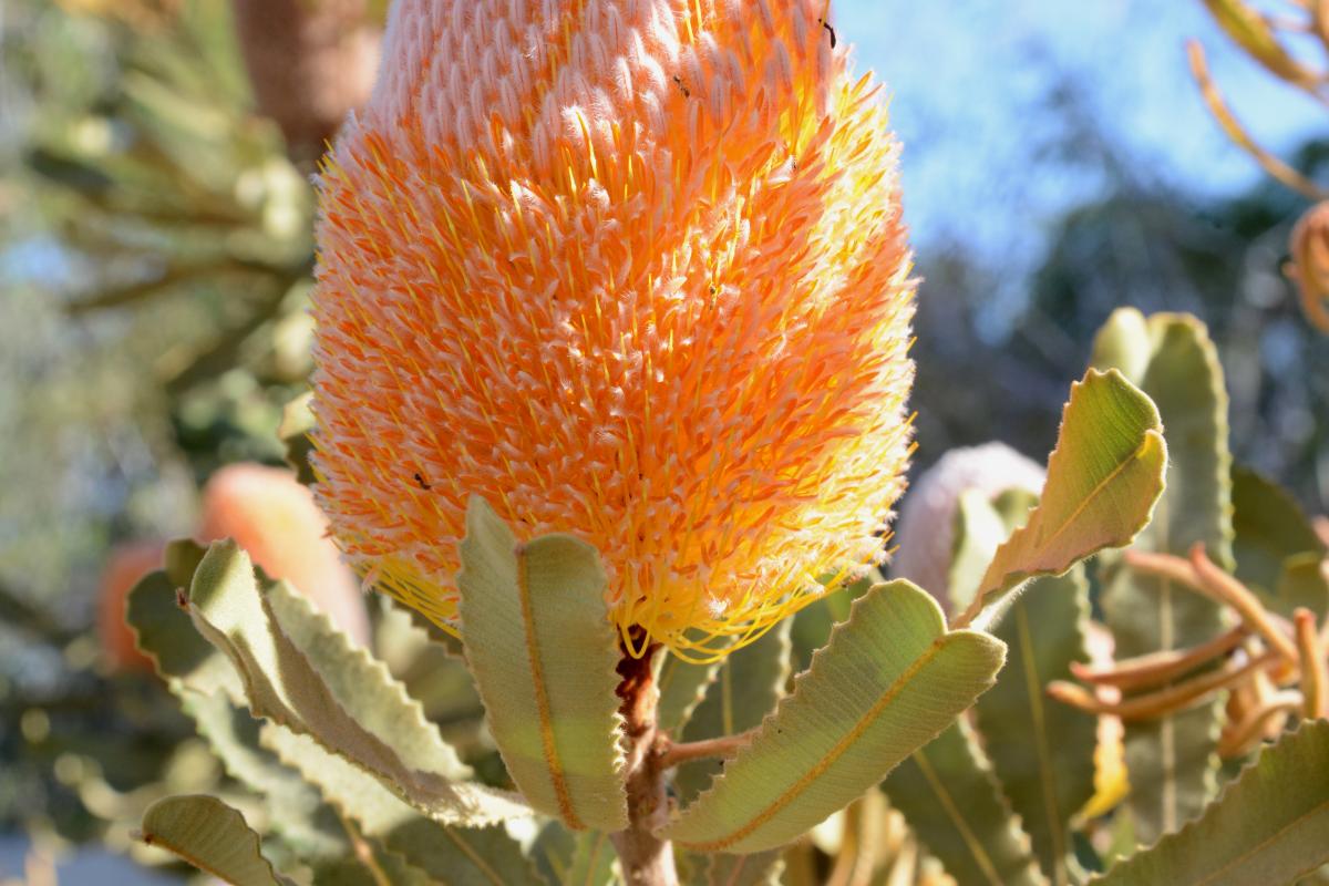 A Banksia burdetti flower spike.