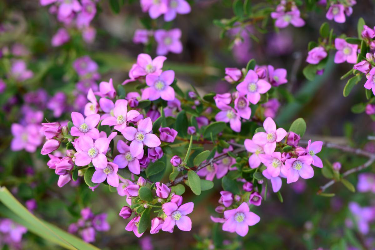 Boronia Crenulata A cluster of purple Boronia Crenulata flowers.