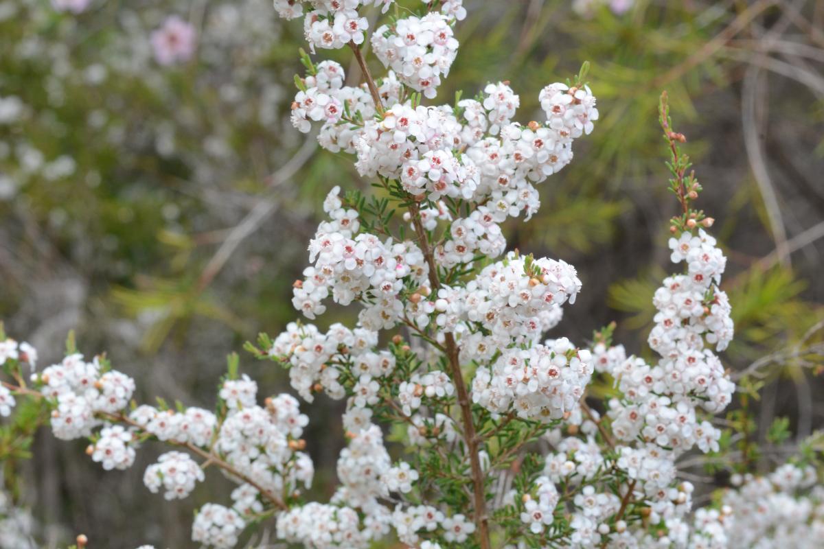 White blooms covering the Chamelaucium ciliatum shrub.