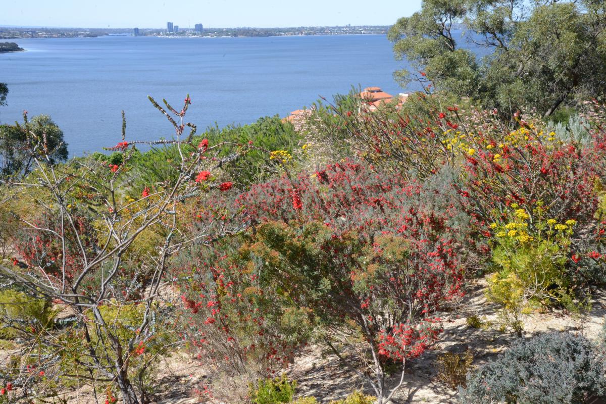 Verticordia Garden View across the water from the Verticordia Garden.